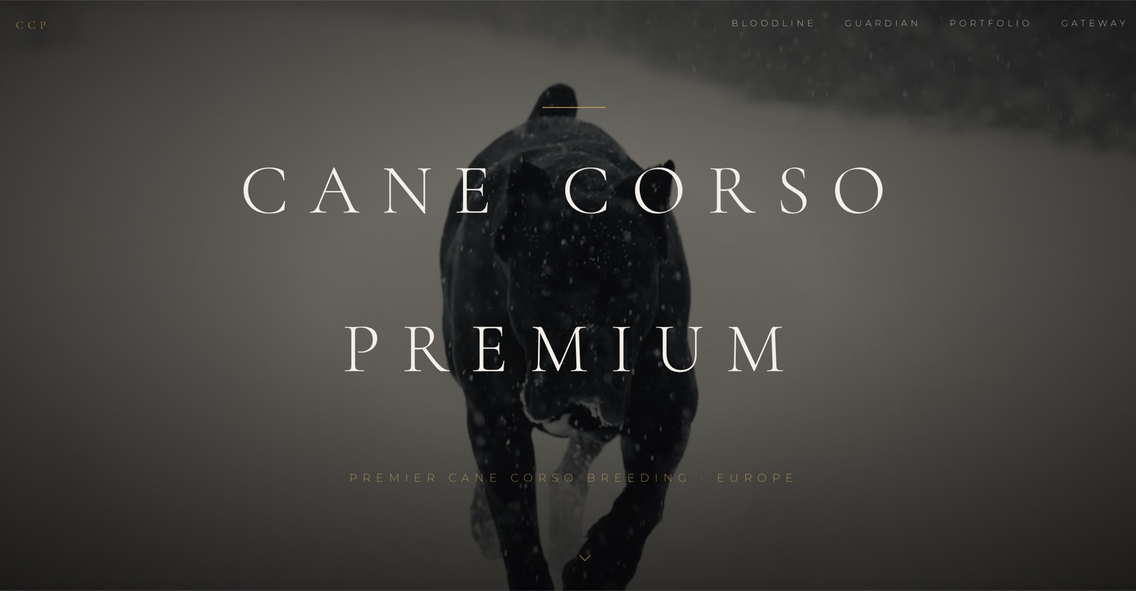 Cane Corso Premium
