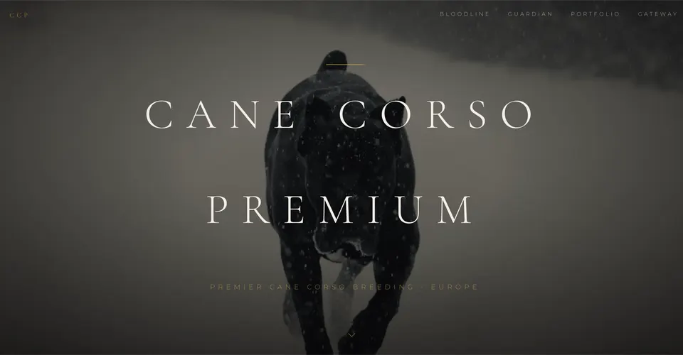 Cane Corso Premium